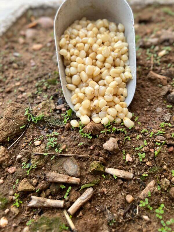 Maíz Blanco Particles For Fishing 5 kg - Tienda Carpfishing