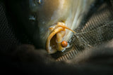 Hooks Nash Claw