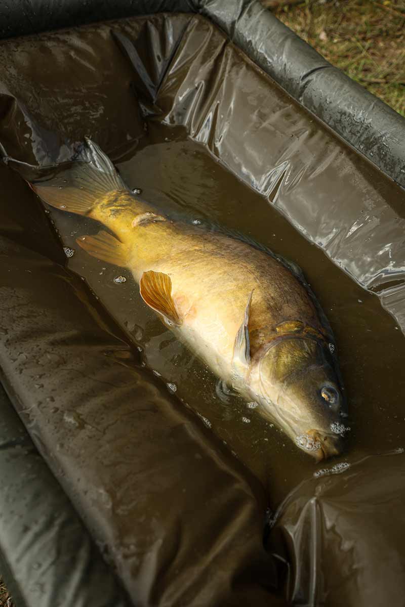 Mat Fox Karpermeester