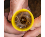 Systeem voor het maken van tassen pva Avid Carp