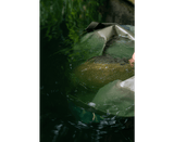 Saco de pesaje Korum Camo Compact - Tienda Carpfishing